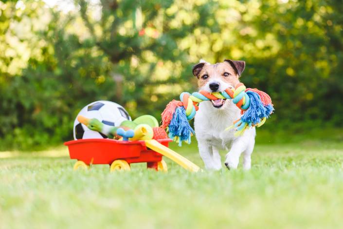 small white and brown dog with coloured rope toy in its mouth running on the grass next to a wagon of toys
